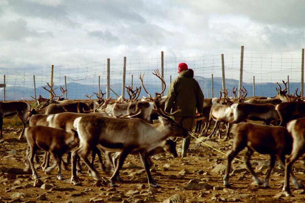 スェーデンの地方で多くのトナカイに囲まれたサーミ人の飼育者