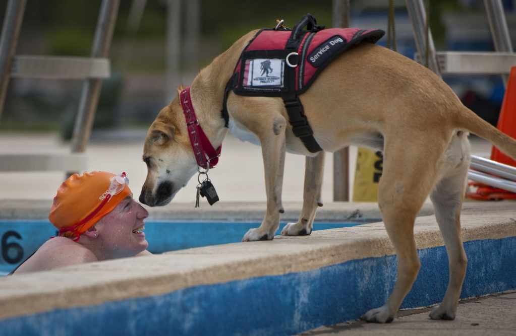 介助犬がプールの縁で、泳ぎ終わった飼い主の匂いをかいでいる