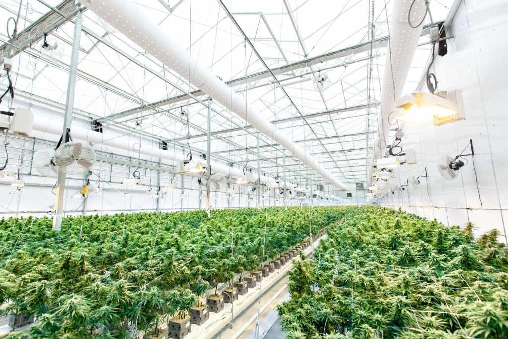 明るく照明された温室施設内で育つ大麻の植物
